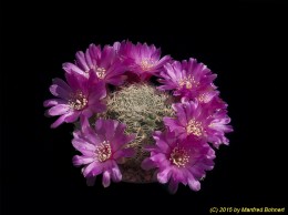 Sulcorebutia steinbachii v. steinbachii 2211